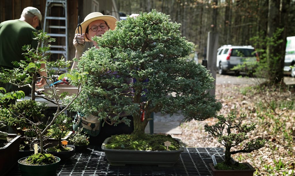 Woman preparing tree for U.S. National Bonsai Exhibition.