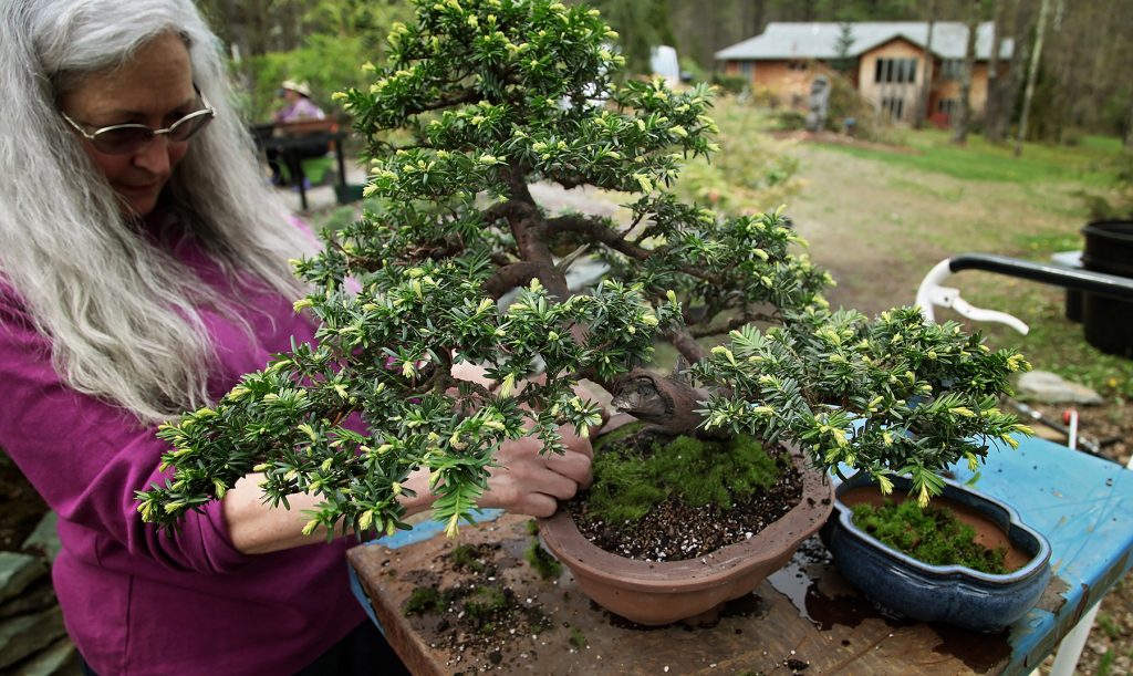 Woman preparing tree for U.S. National Bonsai Exhibition.