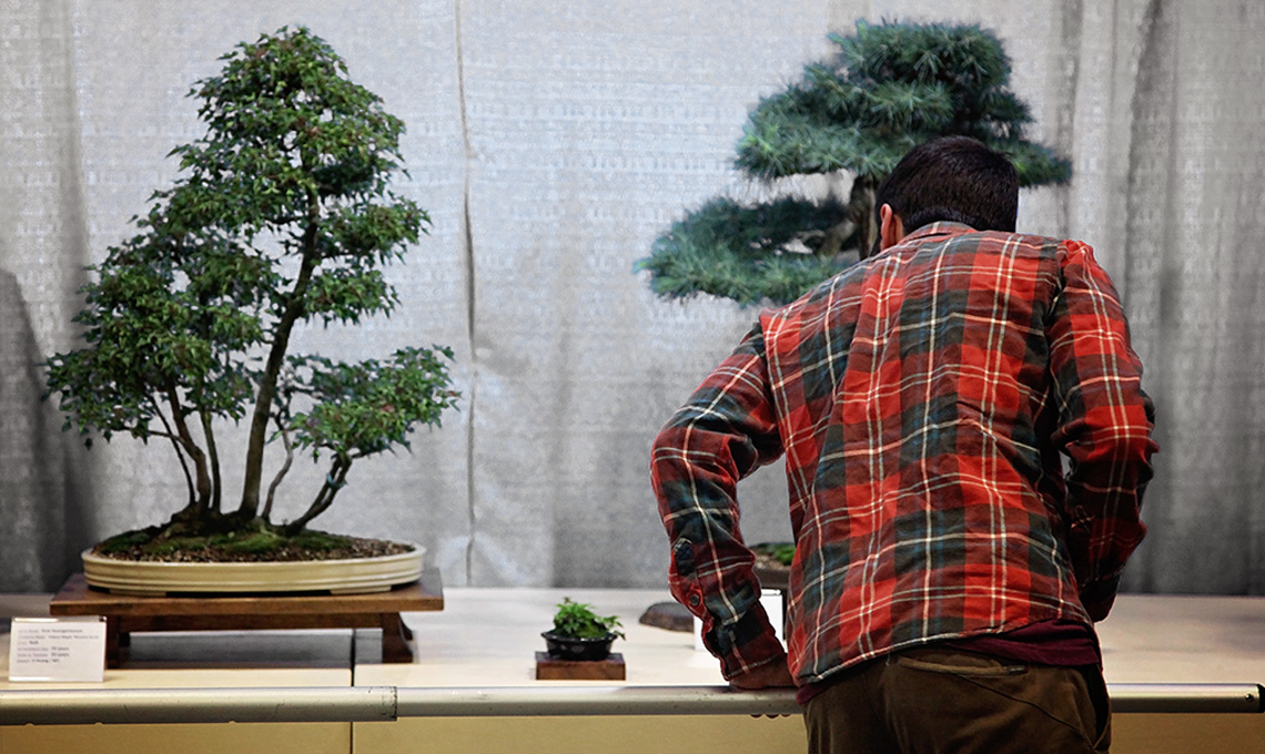 Fairgoer leaning in to look at the bonsai exhibit.