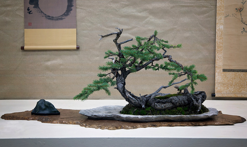 Bonsai on display at the Champlain Valley Fair.