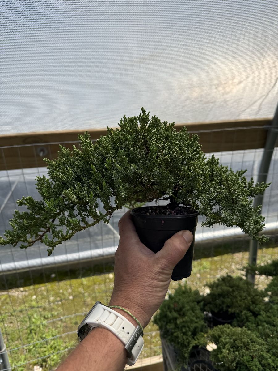 pre-bonsai Juniper