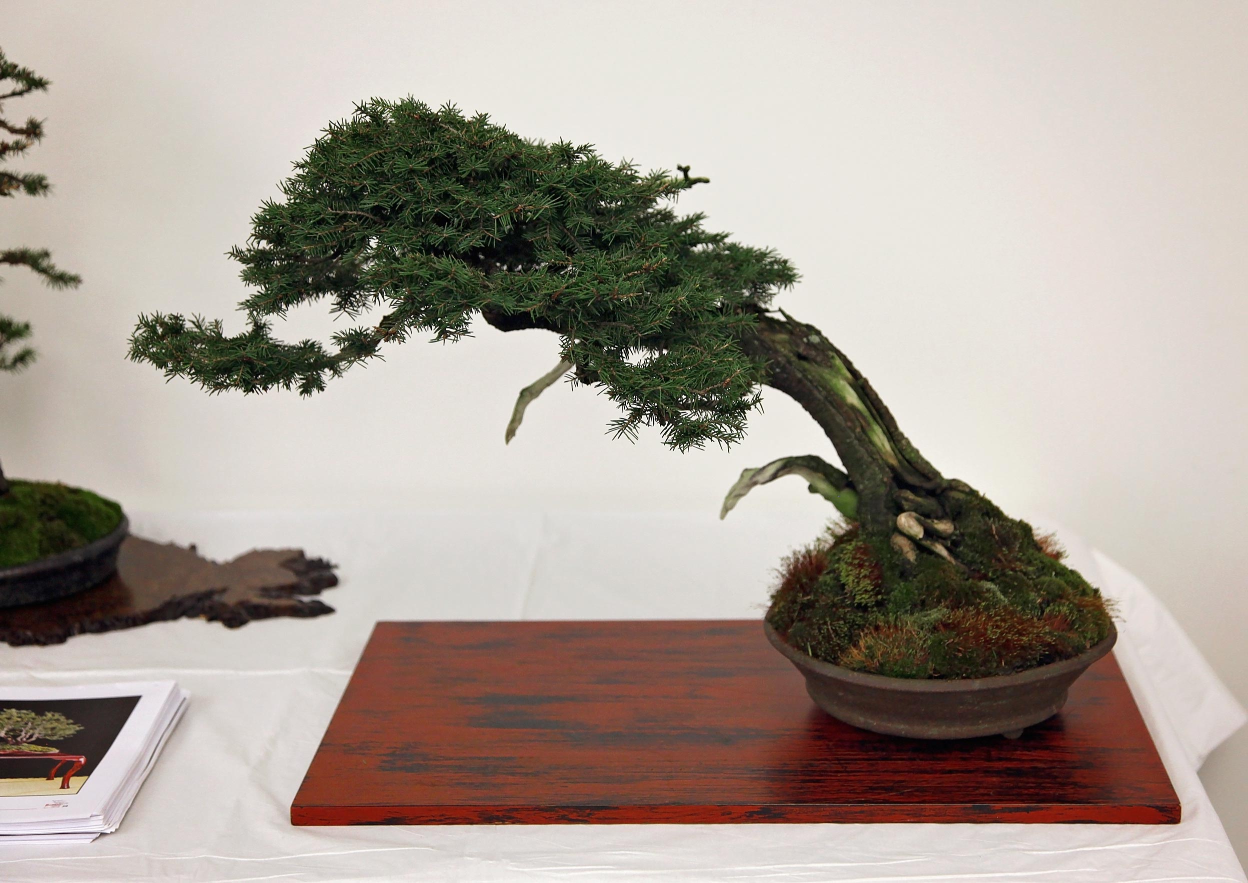 Bonsai 101 tree