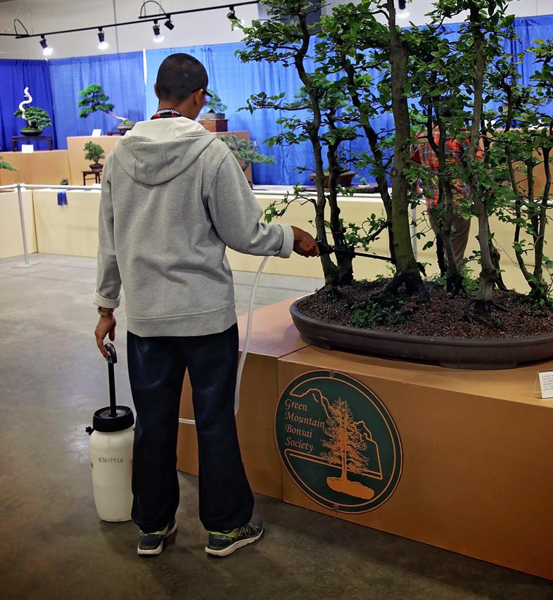Person watering a bonsai tree